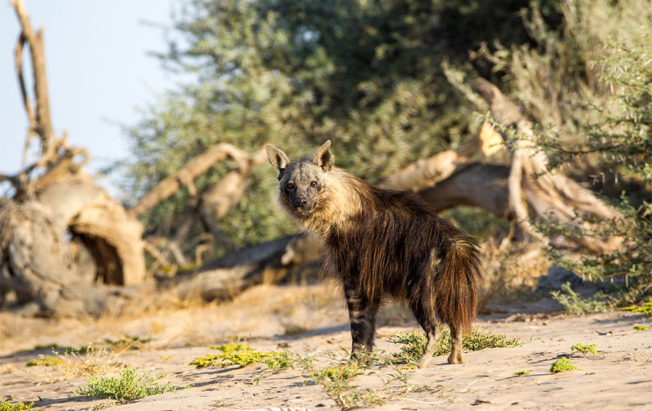 Brown Hyena in Namibia