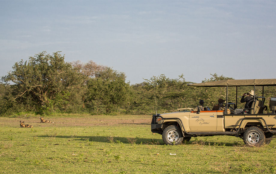 Spotting Wild Dog during a game drive