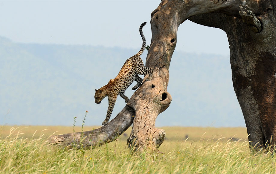 Leopard climbing down a tree