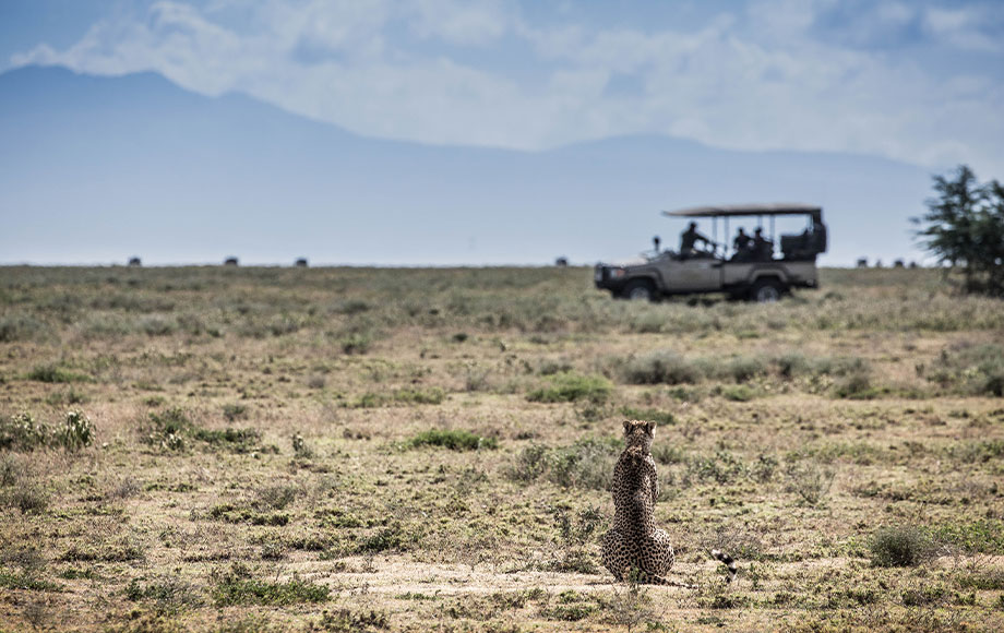 Cheetah in the Serengeti Plains