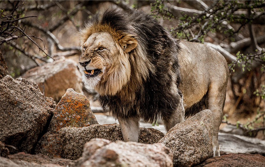 Legendary Mila Tented Camp, Tanzania