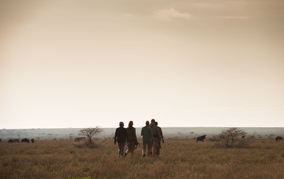 Walking Safari at Mwiba Lodge