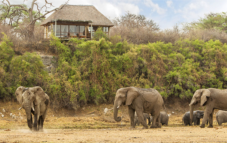 Elephants in front of Camp