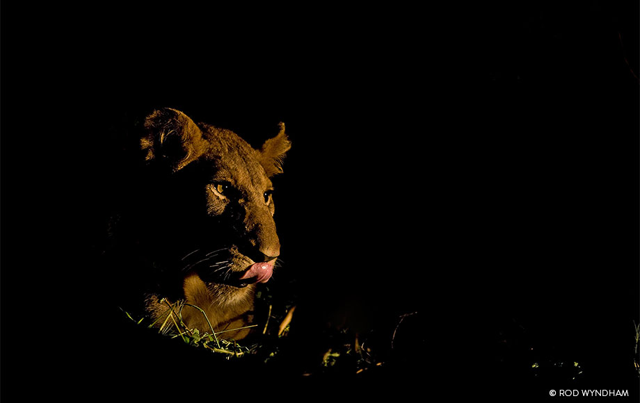 Lioness sighting during a night drive