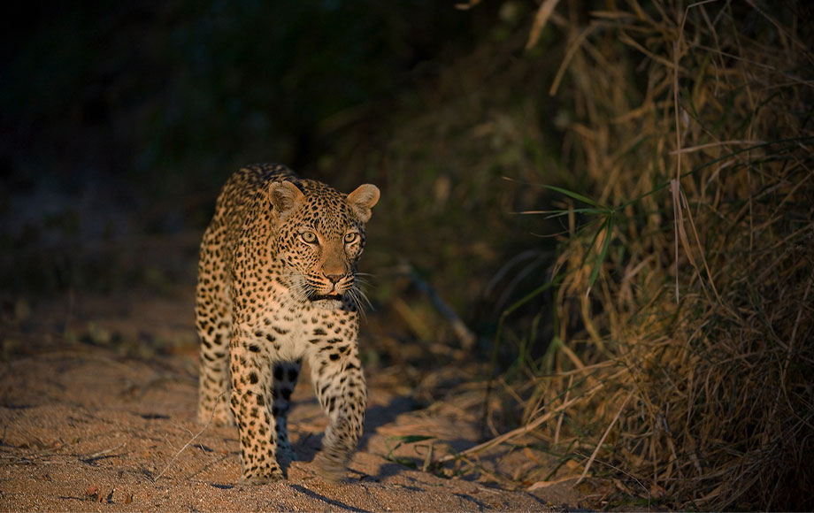 Leopard sighting during a night drive