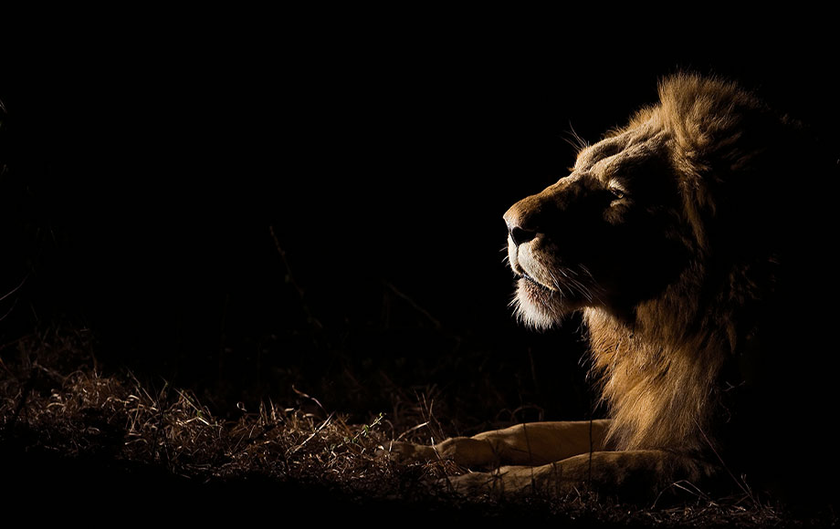 Lion sighting during a night drive