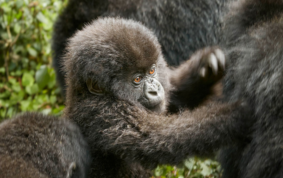 Baby Mountain Gorilla