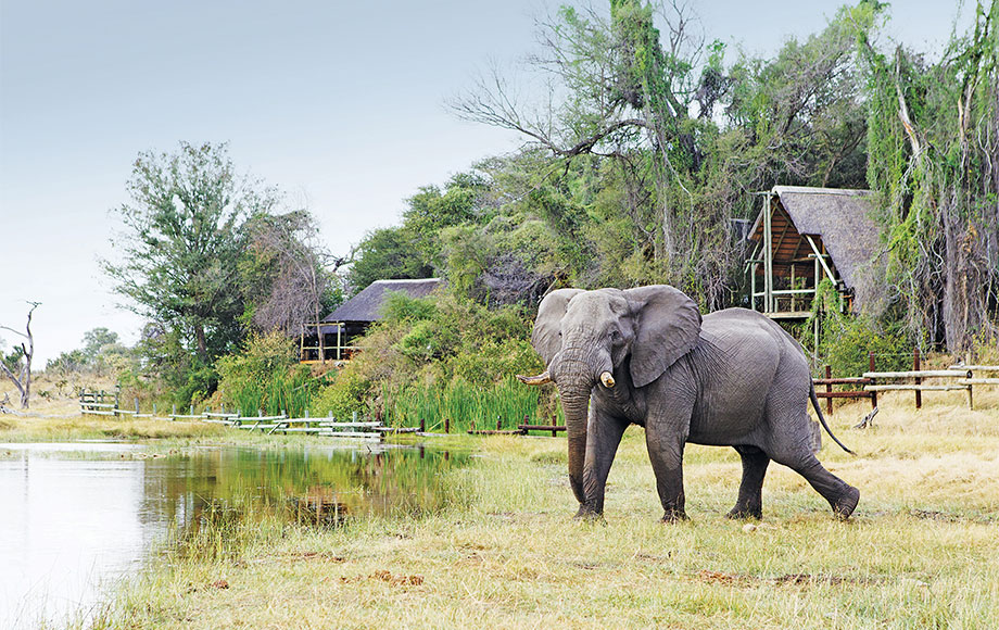 Elephant out the front of savute Safari Lodge