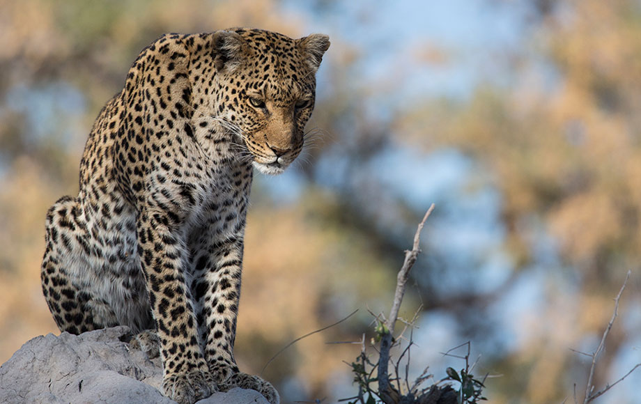 Leopard Sighting at Selinda Explorers Camp