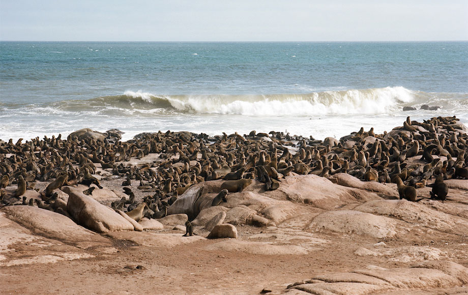 Mowe Bay Seal Colony