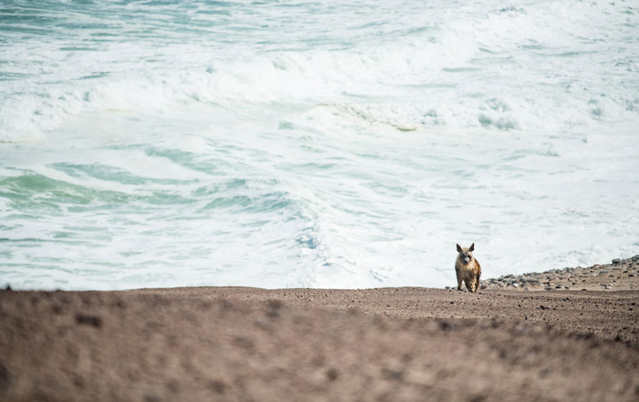 Borwn Hyena on the Skeleton Coast