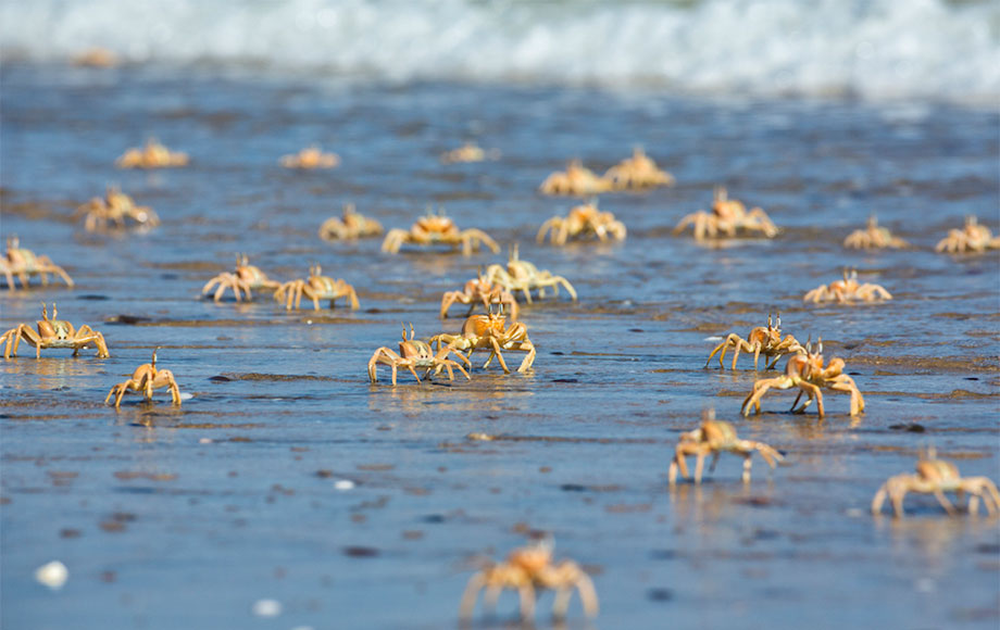 Shipwreck Lodge Crabs on the Beach