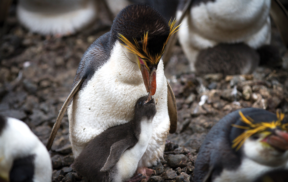 Macquarie Penguin