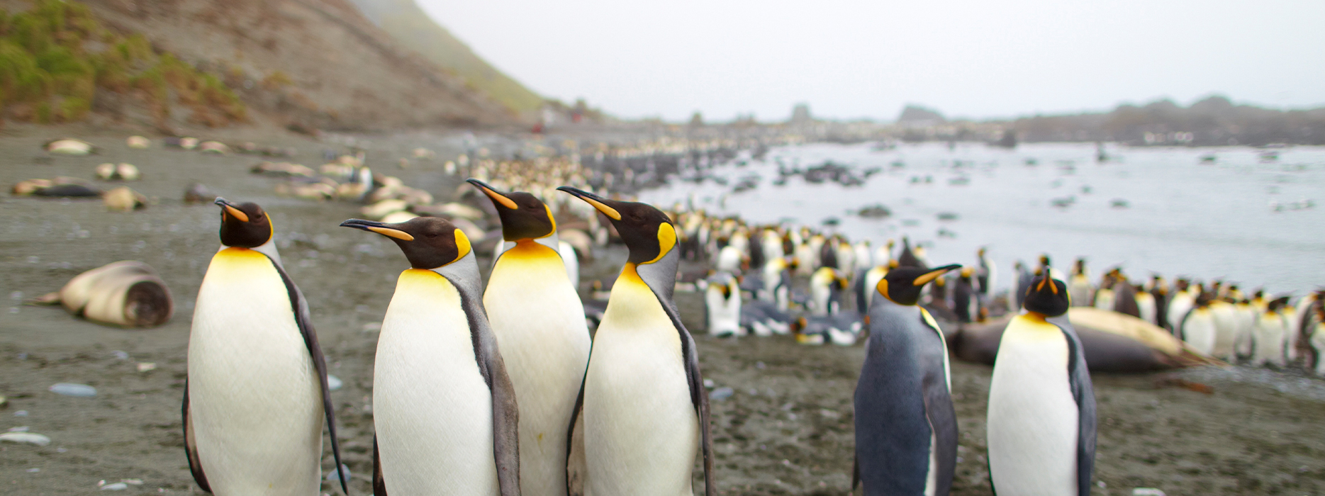 King Penguins in Sub Antarctic Islands