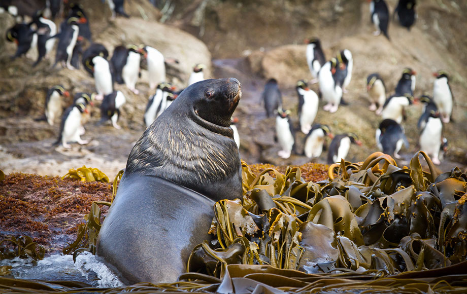 Seal and Penguins in the Subantarctic Islands