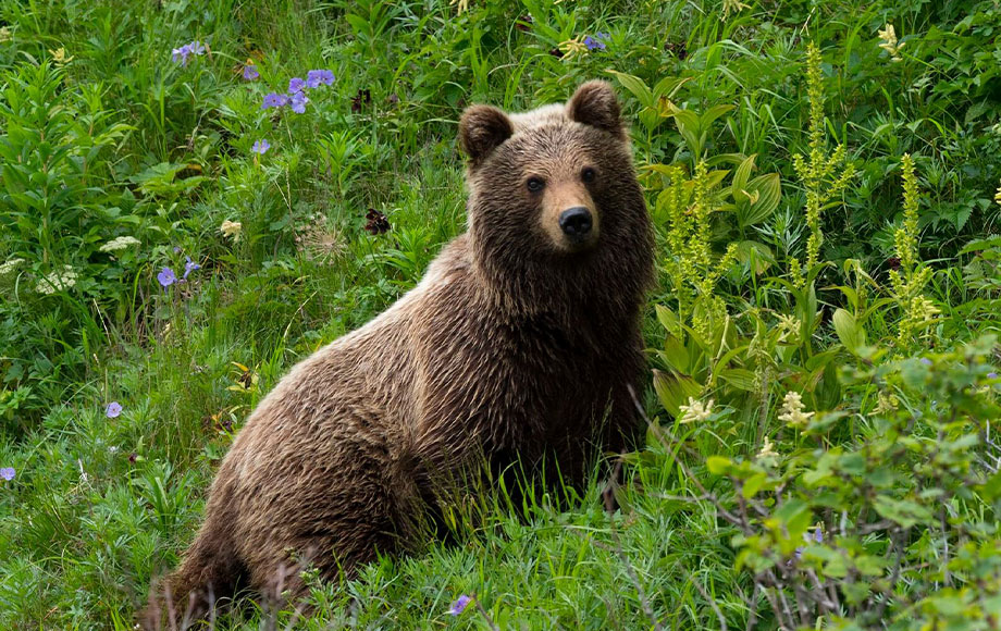 Bear viewing at Hokkaido Island