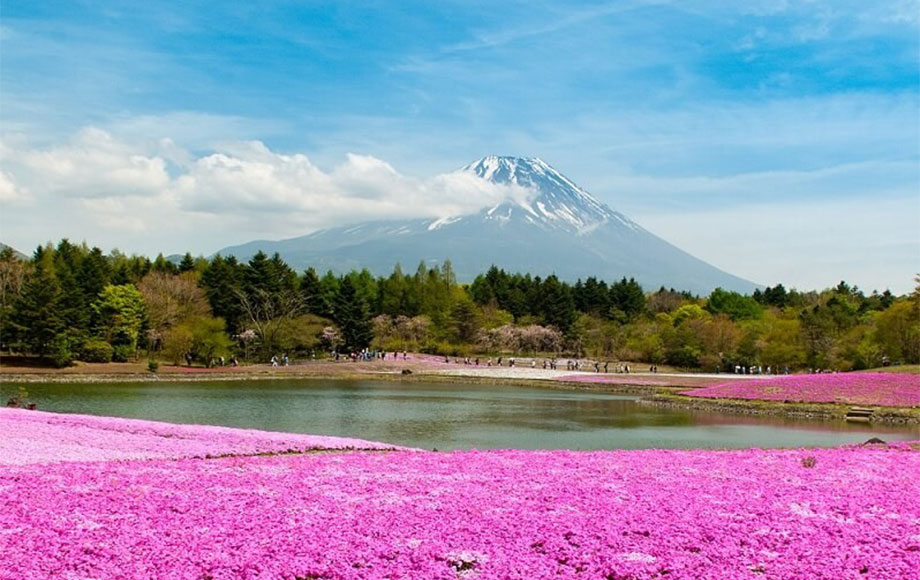 Shibazakura at Hokkaido Island