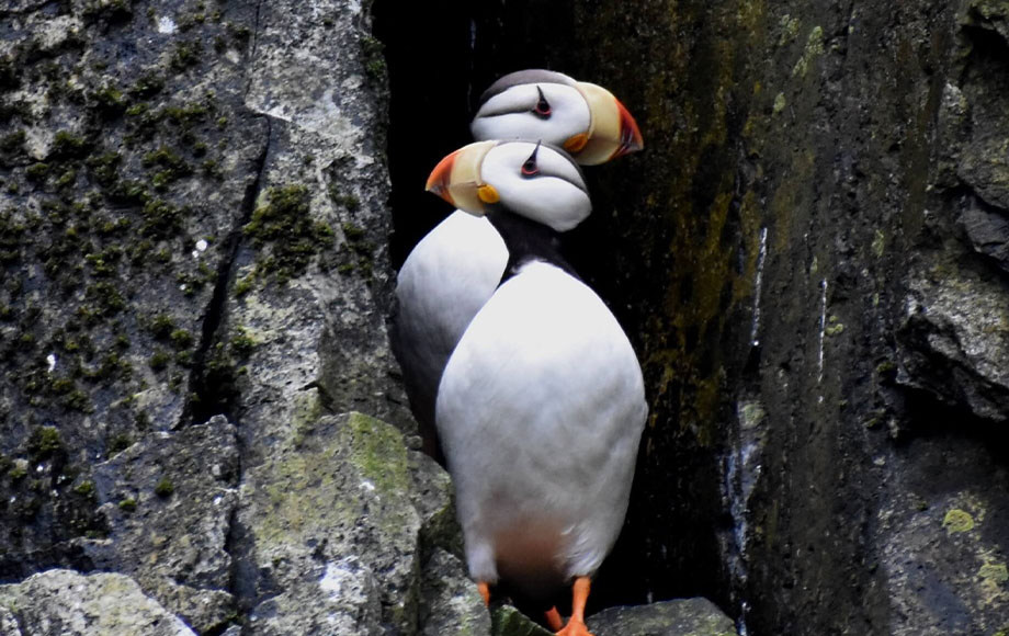 Puffins at Hokkaido Island