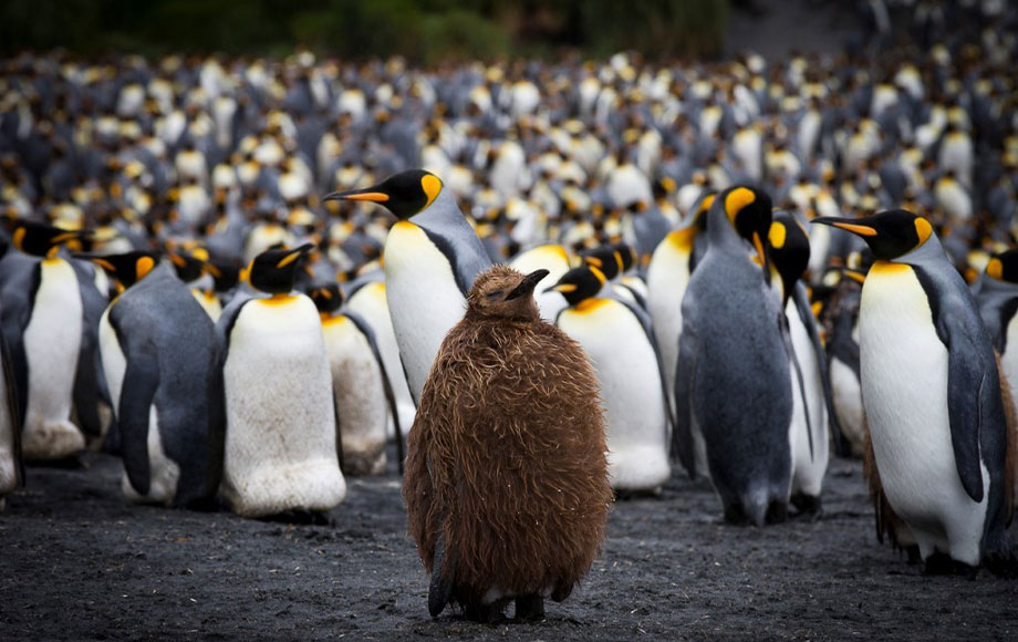 King Penguins at Macquarie Islands