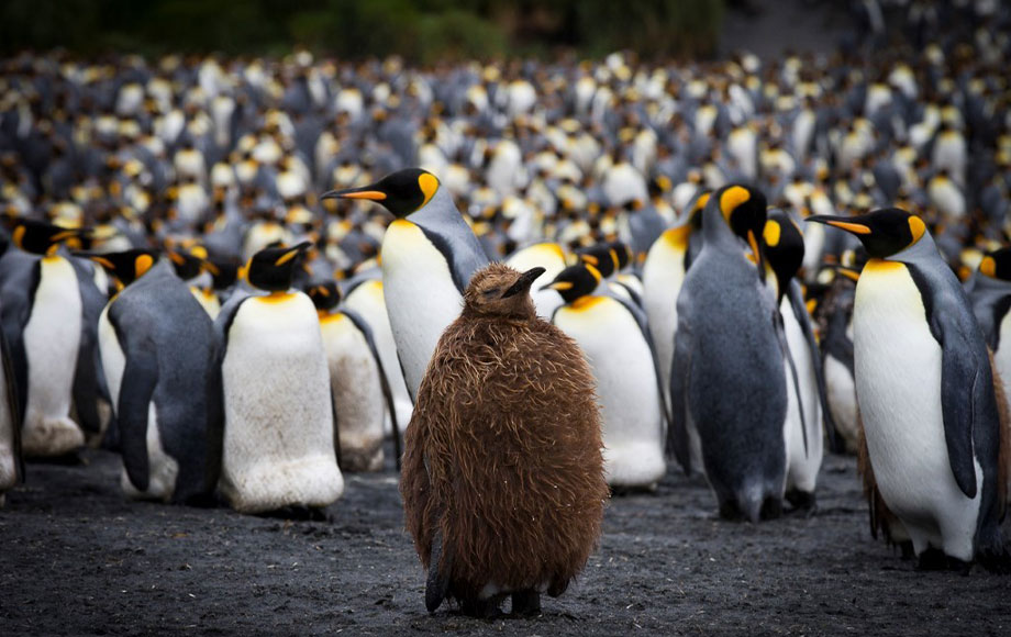 King Penguins at Macquarie Islands King Penguins at Macquarie Islands