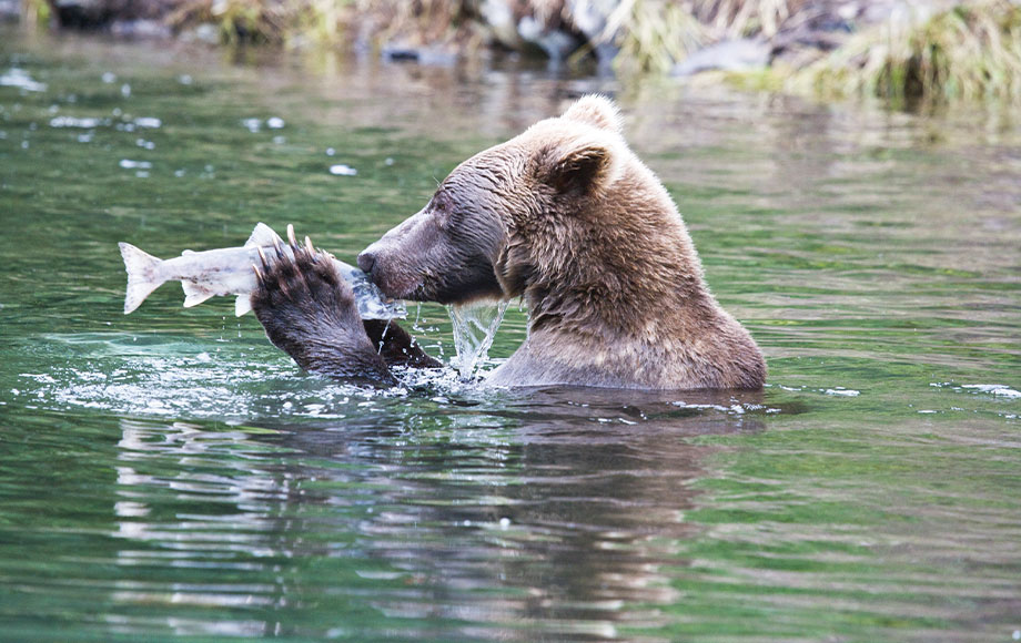 Grizzl Bear with Salmon