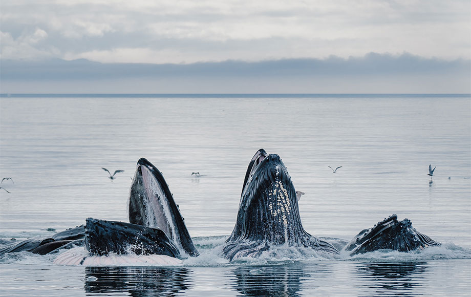 Humpback Whales in Alaska