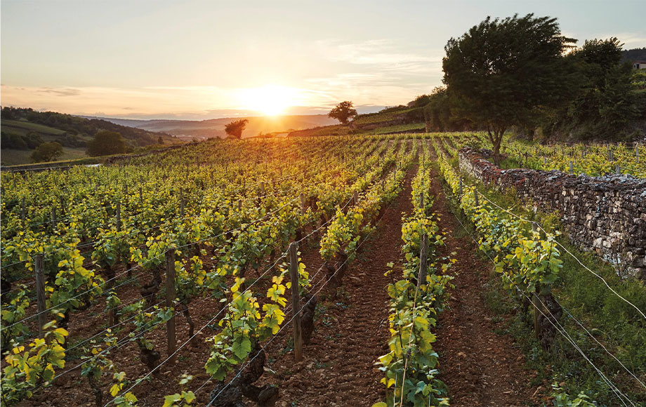 Wineries in France