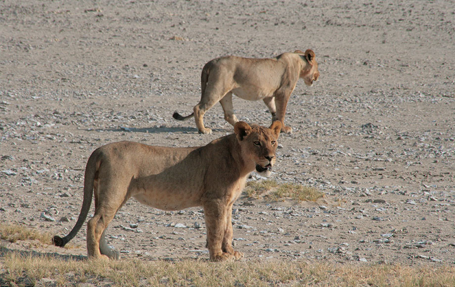 Lions in the Kalahari