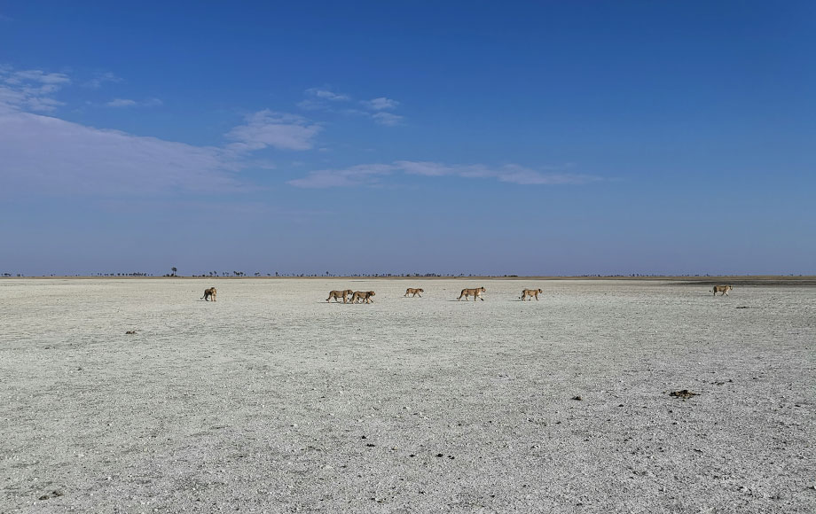 Lions in the Kalahari