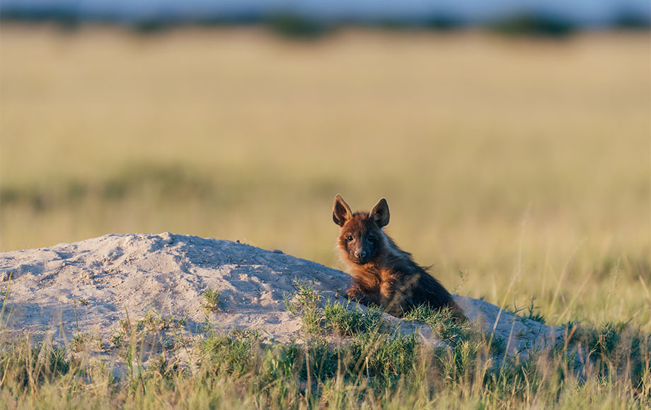 Brown Hyena in the Kalahari
