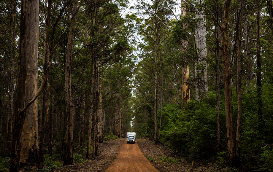 Boranup Karri Forest near Margaret River South Australia