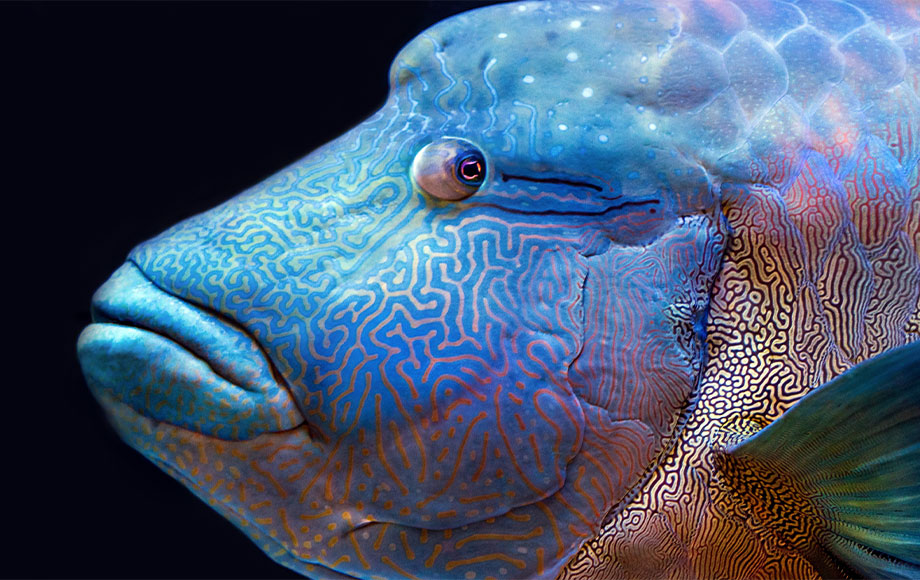 Colorful fish in the Great Barrier Reef