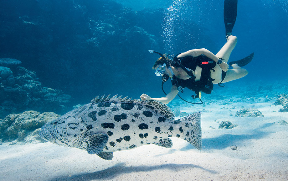 Scuba diving at the Great Barrier Reef