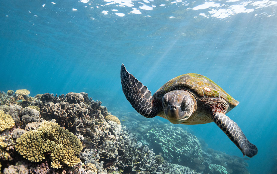 Green Turtle Swimming in Western Australian Coastline