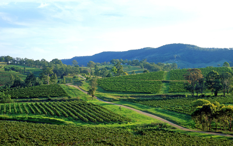 Vineyards in the Hunter Valley