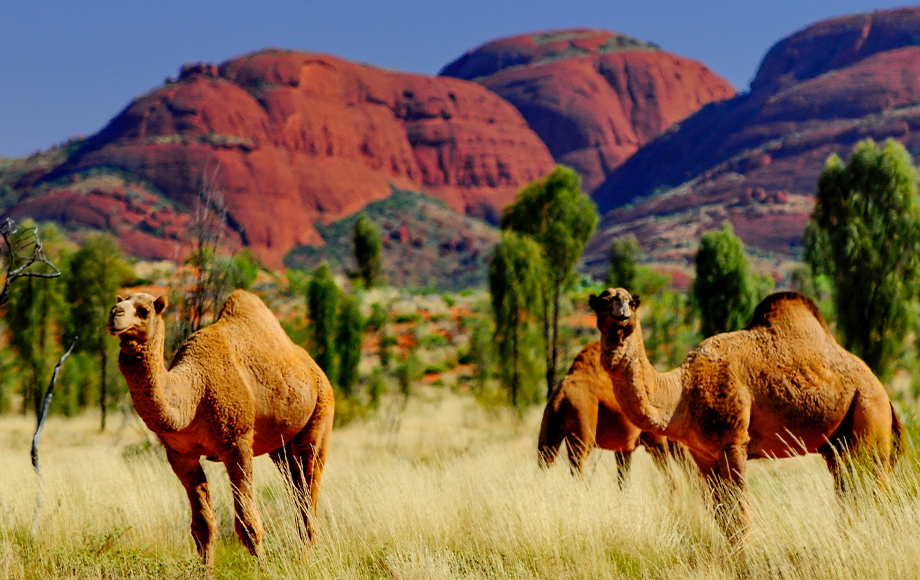 Kata Tjuta the Olgas in Northern Territory