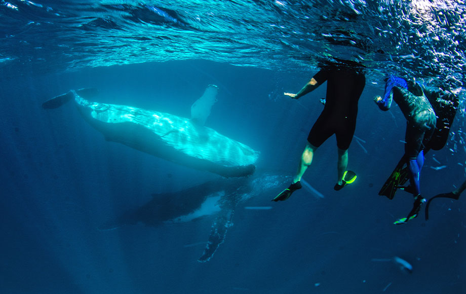 Snorkeling with whales at Ningaloo Reef