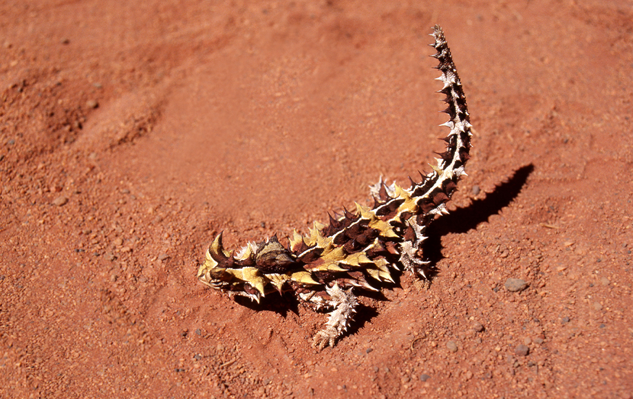 Thorn Devil in the Northern Territory