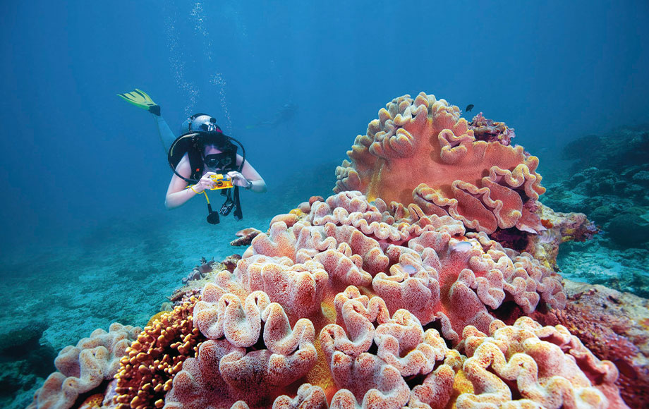 Snorkeling in the Great Barrier Reef
