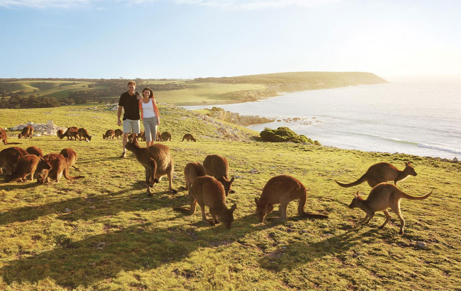 Kangaroos on Kangaroo Island