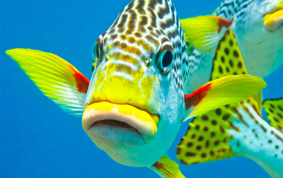 Fish at the Great Barrier Reef