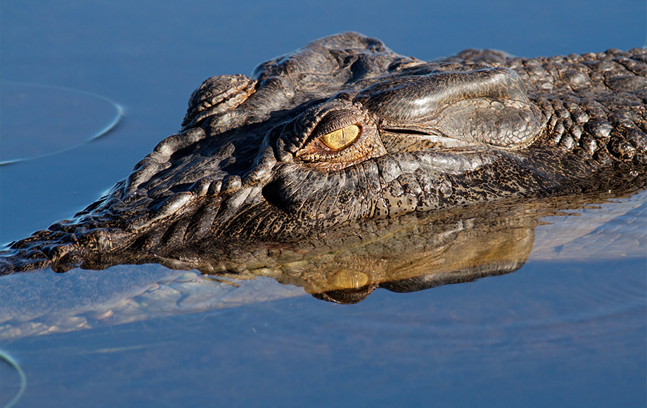 Yellow Water Crocodile Kakdu