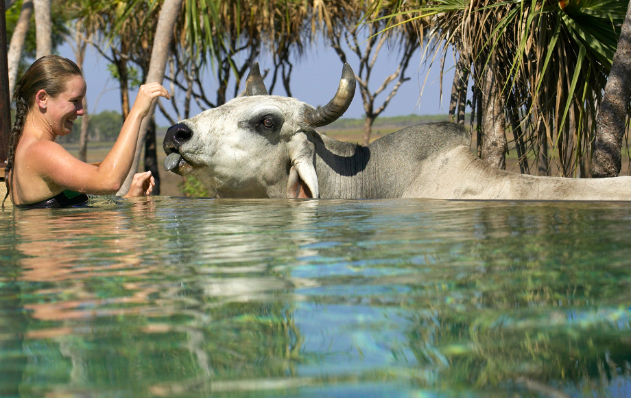 Lady patting cow at Bamurru Plains