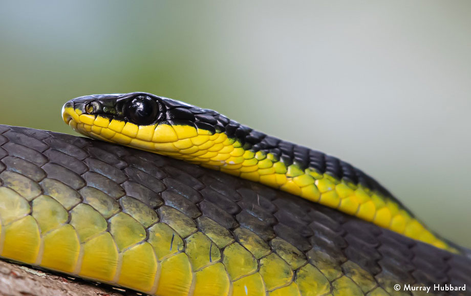 Common Tree-Snake in the Daintree Rainforest