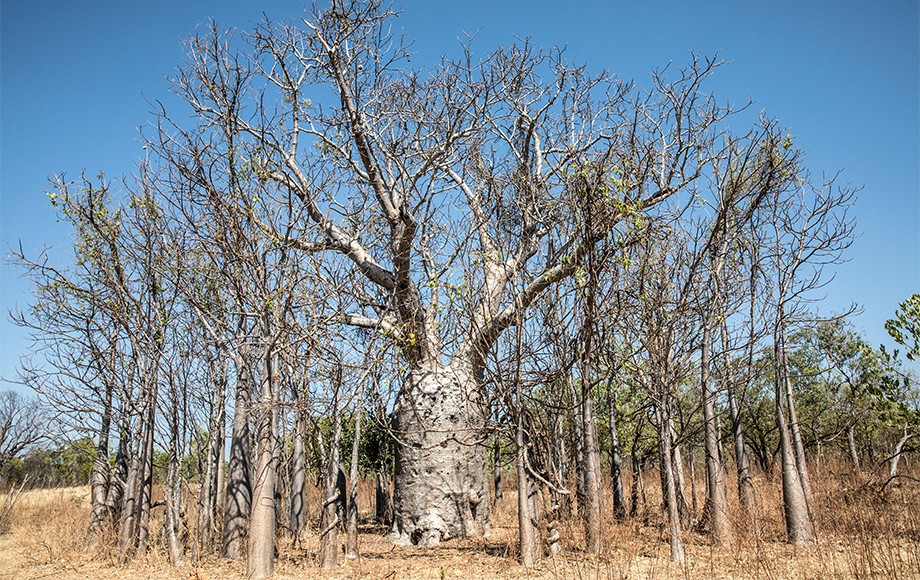 An Adansonia gregorii Baob Tree at Bullo River