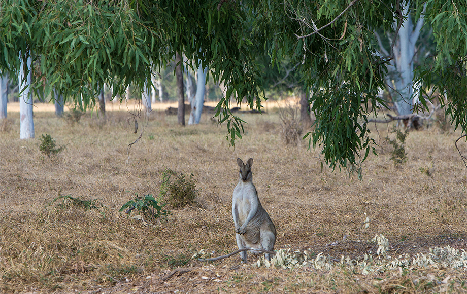 Kangaroo at Bullo River