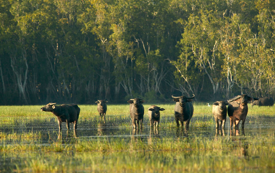 Water Buffalos at Bamurru Plains