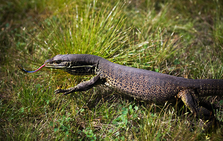 Iguana at Bamurru Plains