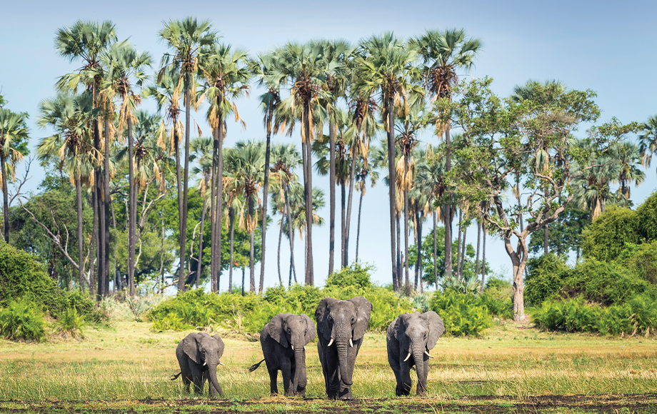 Mombo Camp in Botswana