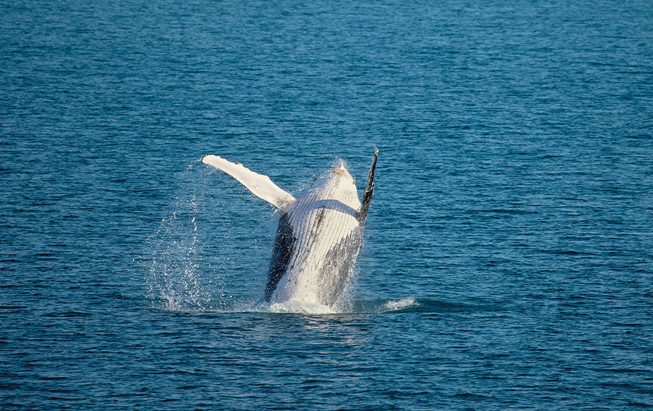 Whale breaching at Broome